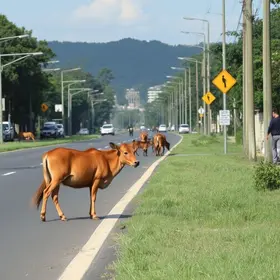 presença de animais na pista